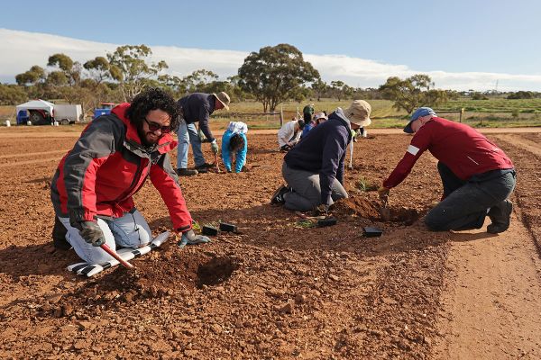 A group of people kneeling in a plantation patch, digging with small shovels and planting seedlings.